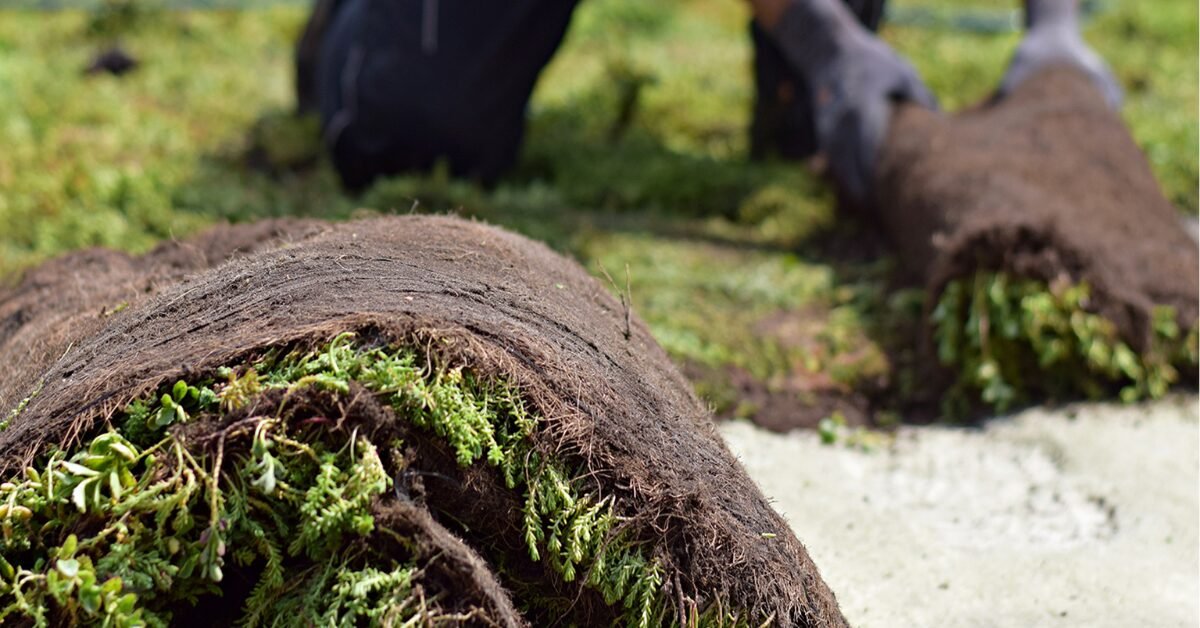 Green roof